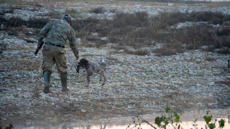 Codorniz común, especie afectada por la suspensión cautelar de la caza de aves en Madrid