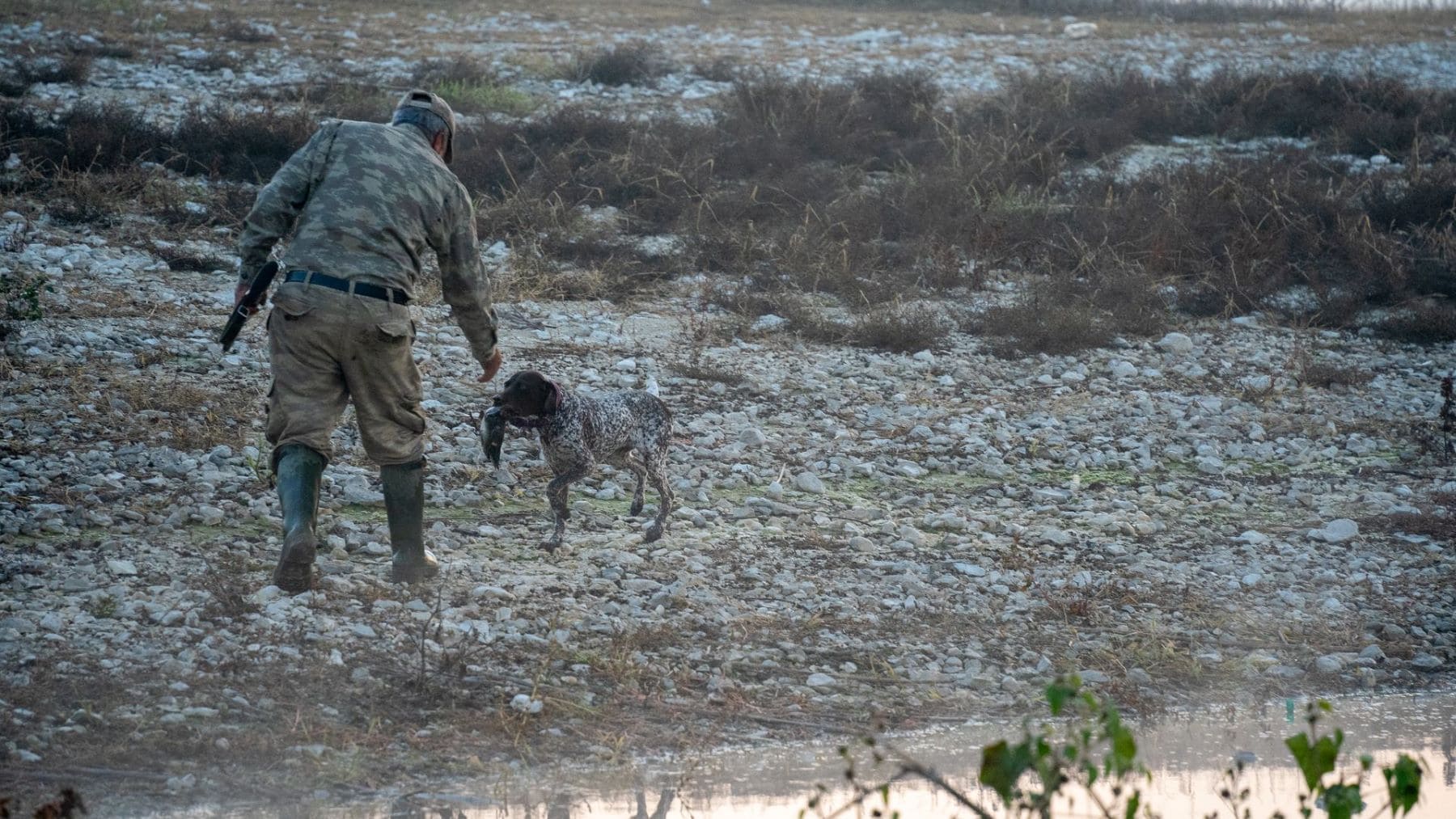 Codorniz común, especie afectada por la suspensión cautelar de la caza de aves en Madrid