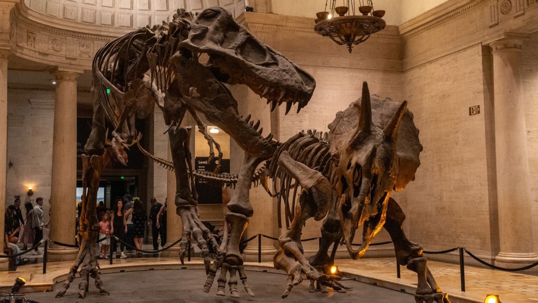 Reconstrucción de un Velociraptor con plumas que ilustra cómo eran los dinosaurios