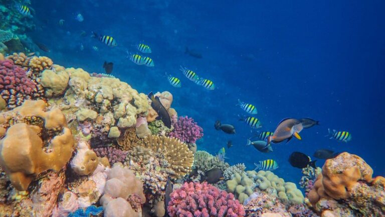 Conectividad marina los movimientos que enlazan el oceano