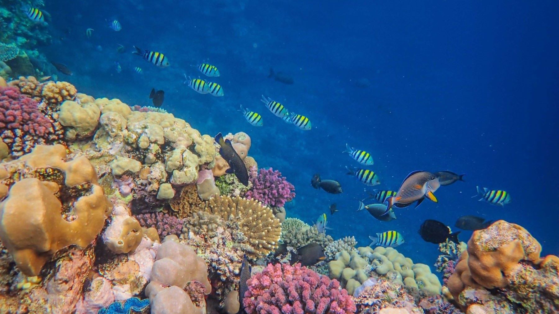 Banco de peces en la columna de agua que ilustra la conectividad marina