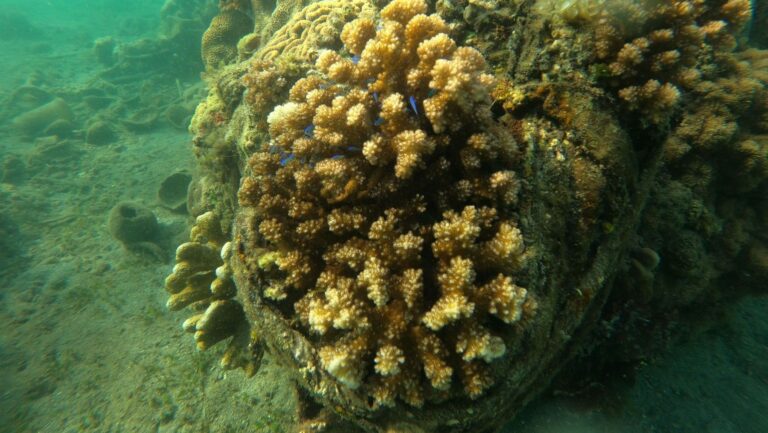Corales formadores de arrecifes amenazados por el calentamiento del oceano