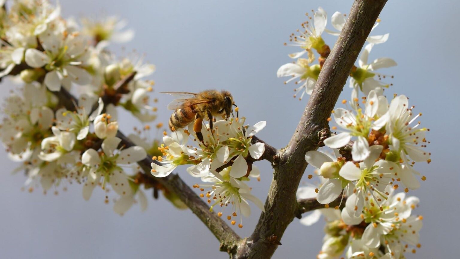 Abeja silvestre sobre una flor para ilustrar el declive de los polinizadores en Europa