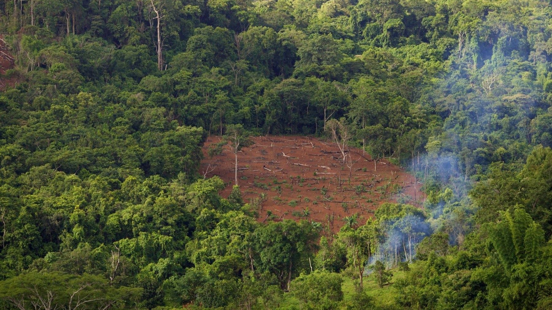 Delitos ambientales relacionados con el tráfico ilegal de especies silvestres