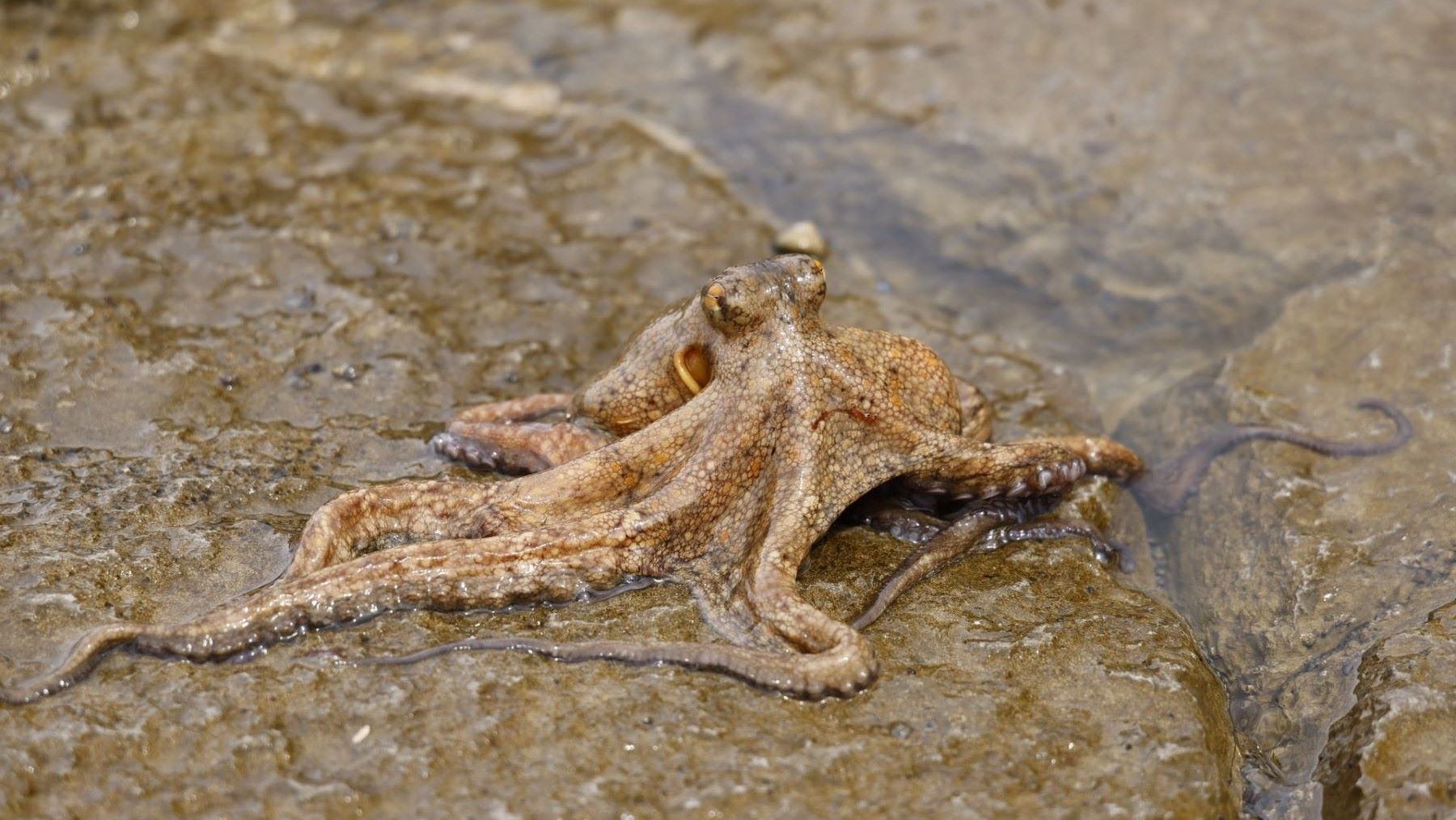 Pulpo en su hábitat marino para ilustrar el Día Internacional del Pulpo 2026