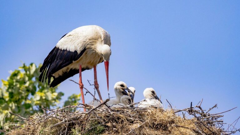 Aves migratorias en un humedal para ilustrar el Día Mundial de las Aves Migratorias 2026