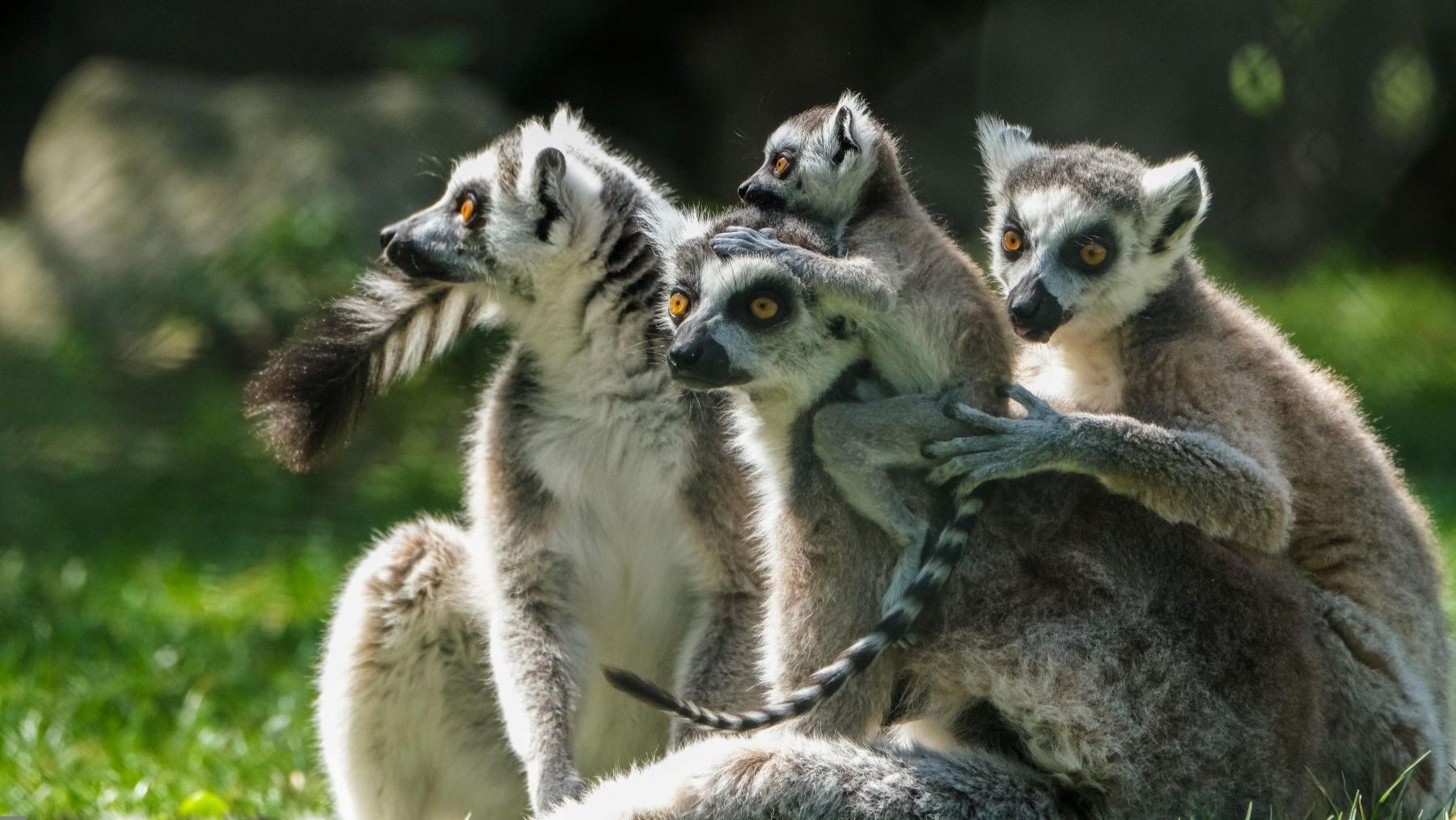 Lémur en su hábitat natural de Madagascar para ilustrar el Día Mundial del Lémur 2026