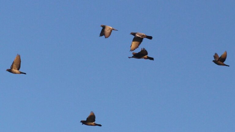 Pasos de palomas en Madrid: entorno montañoso de El Boquerón, entre Rascafría y Canencia
