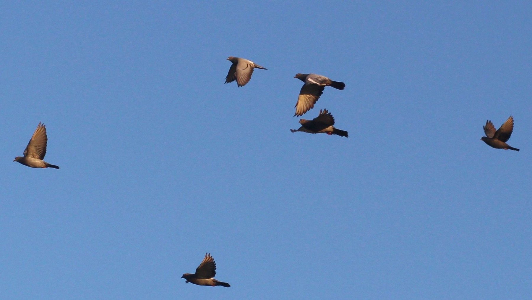 Pasos de palomas en Madrid: entorno montañoso de El Boquerón, entre Rascafría y Canencia