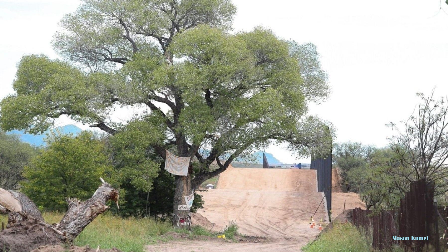 Árbol de la abuela, un álamo centenario de Arizona, antes de su derribo para construir el muro fronterizo