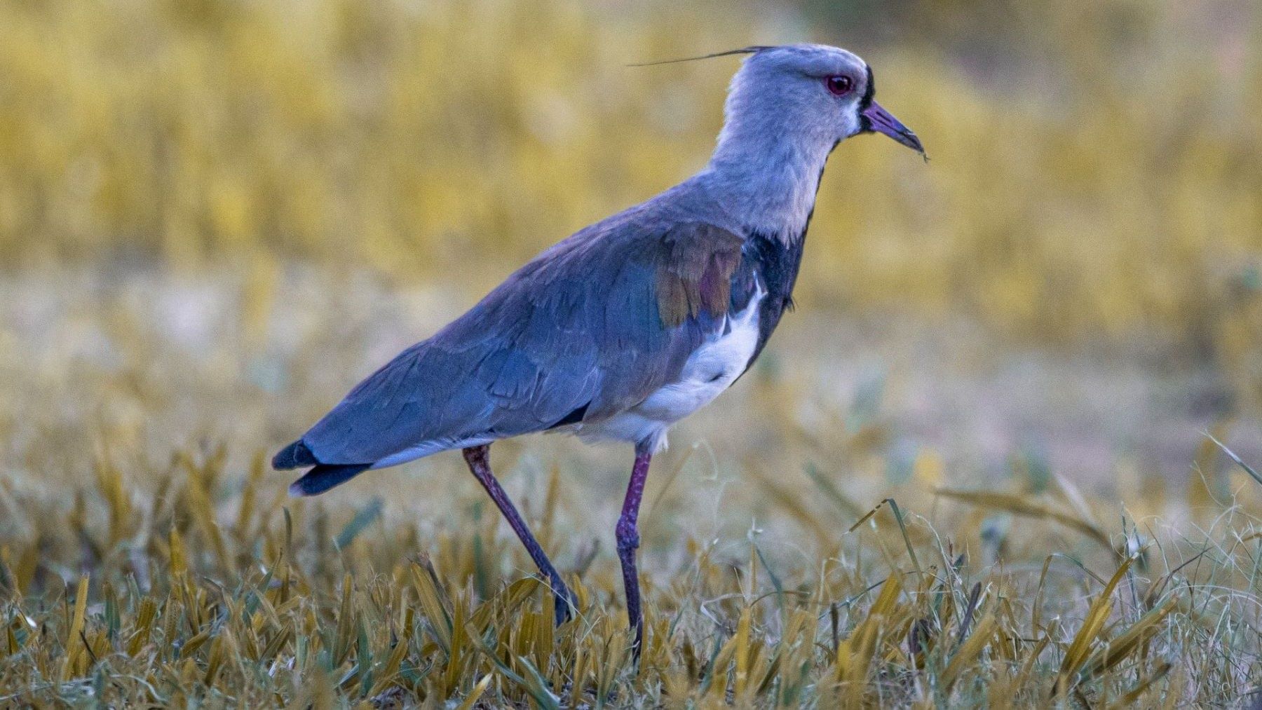 Ave silvestre posada sobre una rama en su entorno natural para concurso de fotografía de FIO