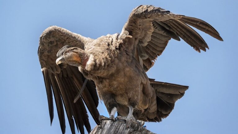 Cóndor andino en vuelo planeado con las alas extendidas sobre una zona montañosa