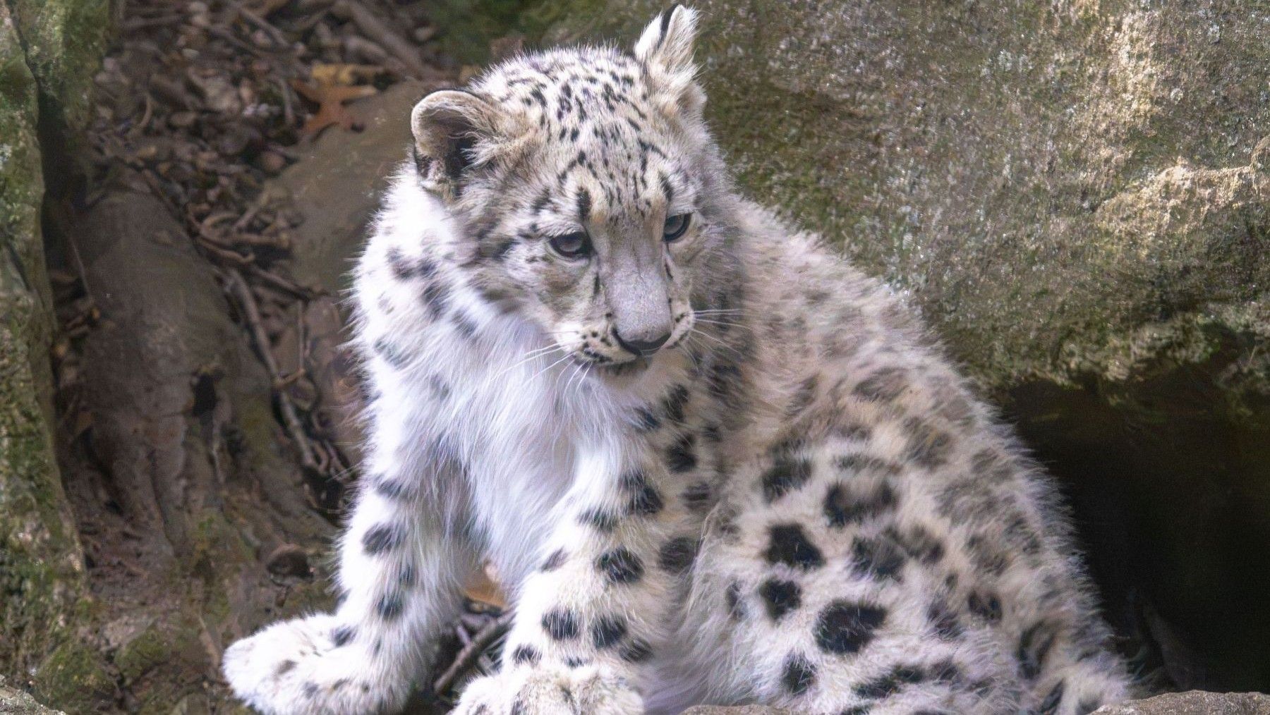 Día Internacional del Leopardo de las Nieves: ejemplar de Panthera uncia camuflado entre rocas y nieve