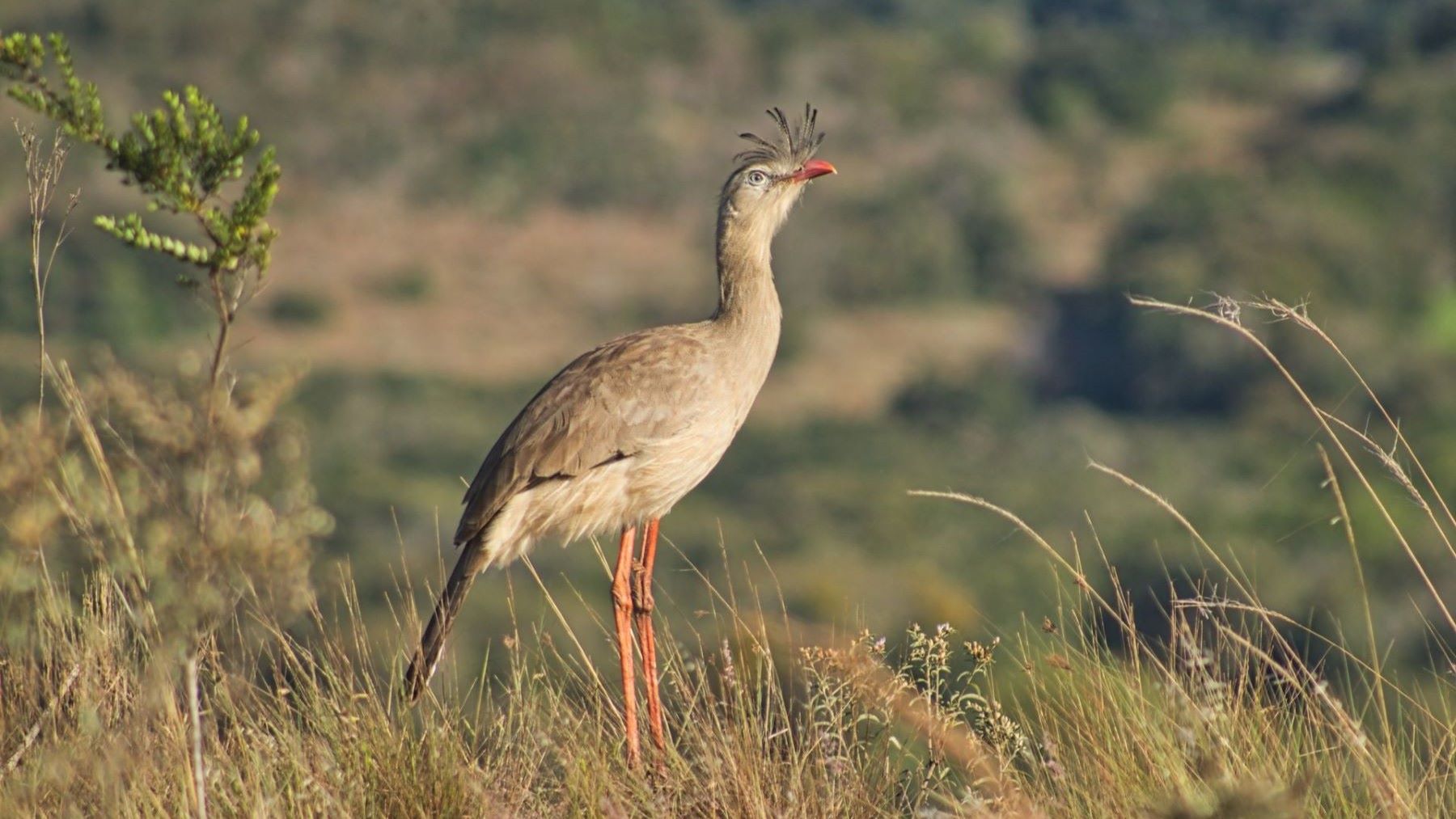 Aves más ruidosas del mundo: pájaro campana Procnias nudicollis