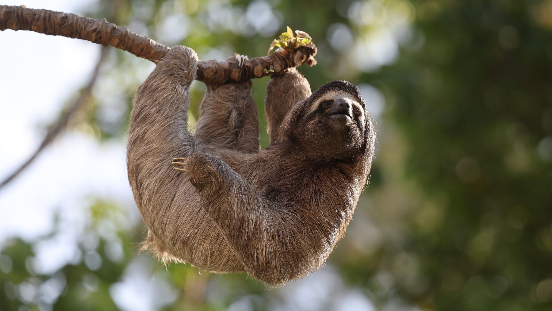 Día Internacional del Perezoso: ejemplar de Bradypus variegatus sobre un árbol del bosque tropical