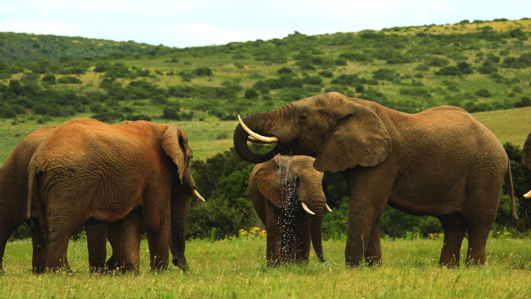 Comunicación de los elefantes durante una interacción de grupo en Amboseli