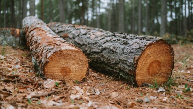 Bosque amazónico y zona deforestada para ilustrar las emisiones de Brasil
