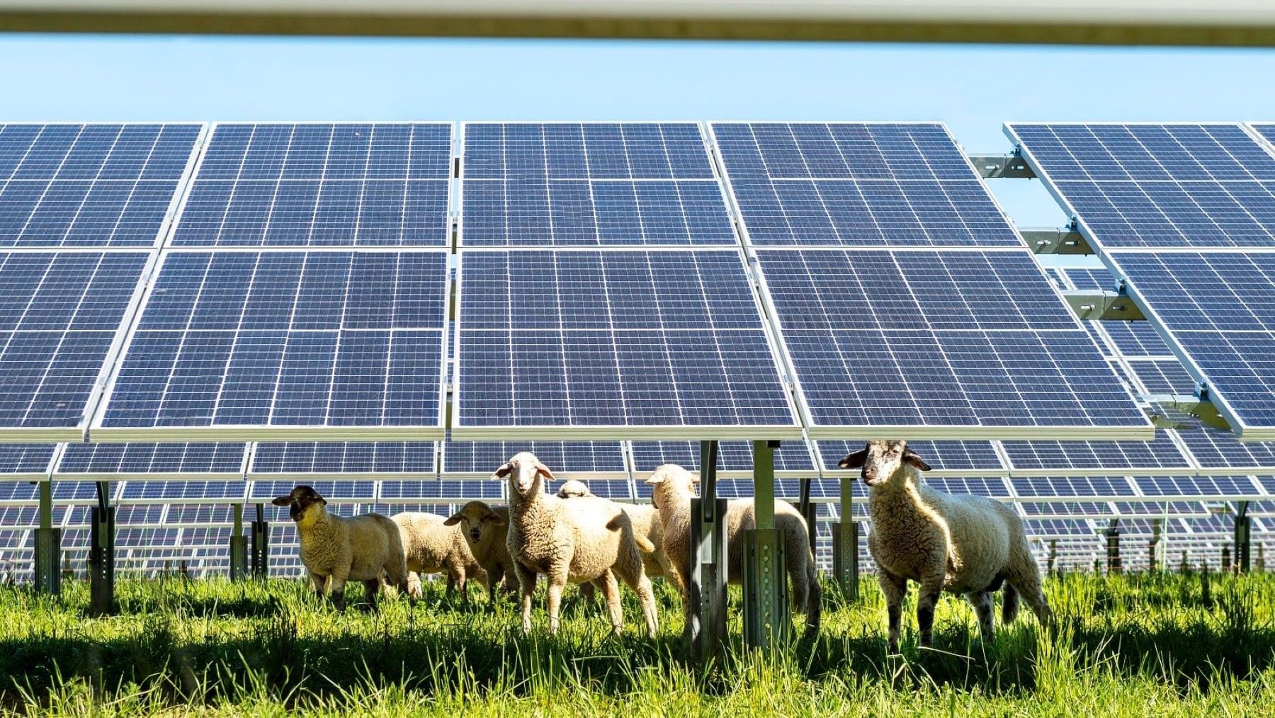 Paneles de energía solar fotovoltaica que generan electricidad en España.