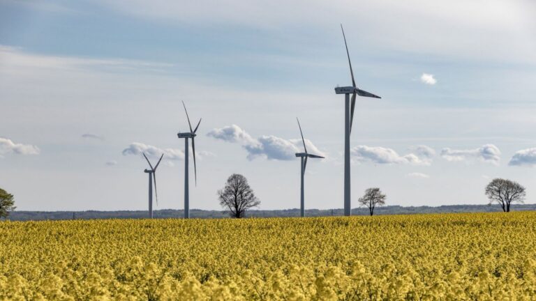 Ovejas pastando frente a una instalación solar de energías renovables