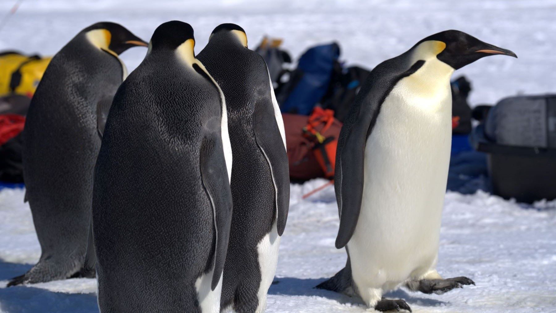 Pingüinos sobre nieve con algas para ilustrar el efecto de los excrementos de pingüinos