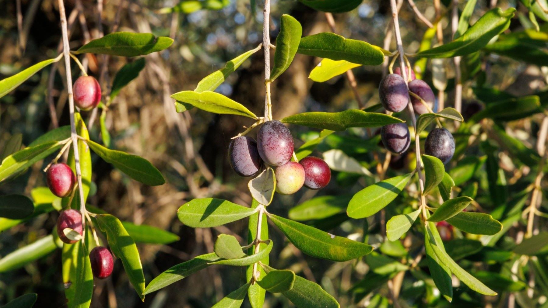 Olivos estudiados para evaluar el extracto de cebolla frente a Xylella