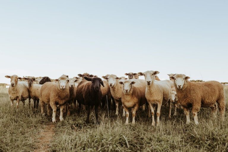 Ganado en pastos montanos de Navarra en un paisaje de montaña