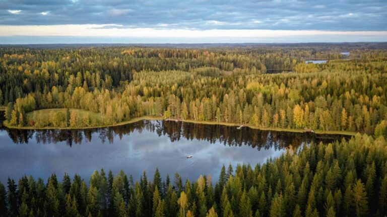 Google y las talas en Finlandia el impacto forestal de los centros de datos
