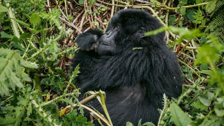 Gorilas de montaña en Virunga en su hábitat forestal