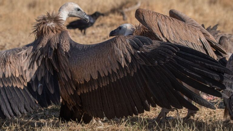 Gripe aviar en buitres una amenaza para las aves carroneras