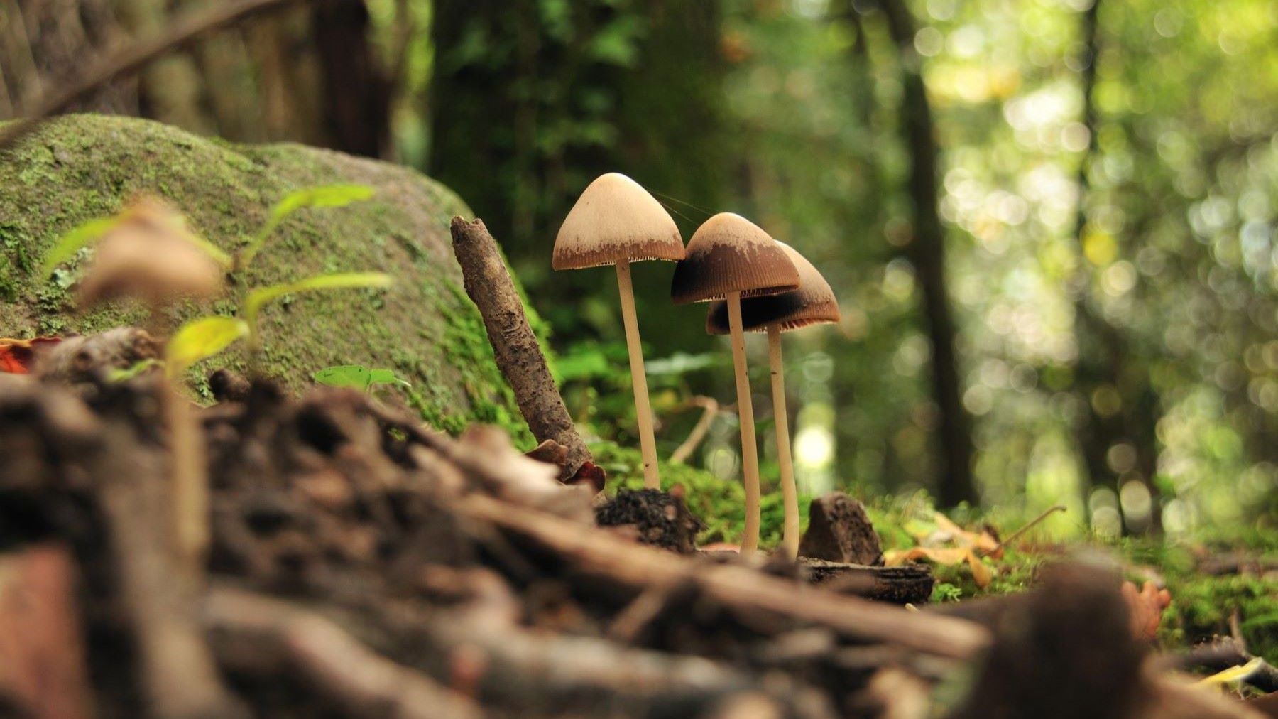 Bloques porosos con hongos micorrícicos destinados a colocarse junto a las raíces de árboles jóvenes