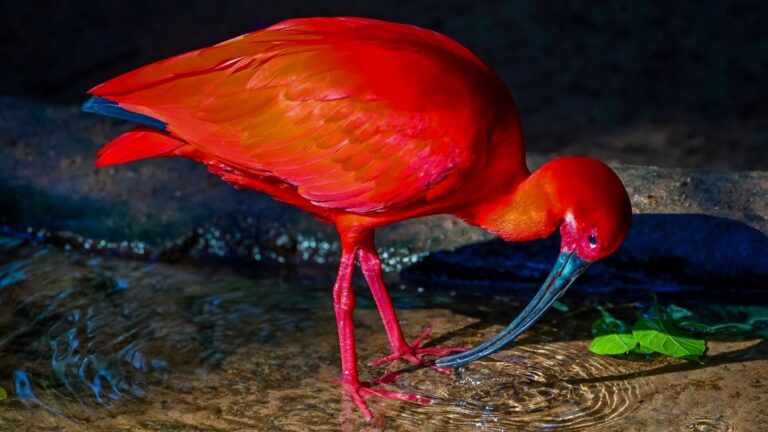 Ibis escarlata posado entre la vegetación del pantano de Caroni, en Trinidad y Tobago.