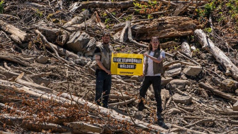 Ikea y los bosques de Rumania la disputa por las talas en los Carpatos