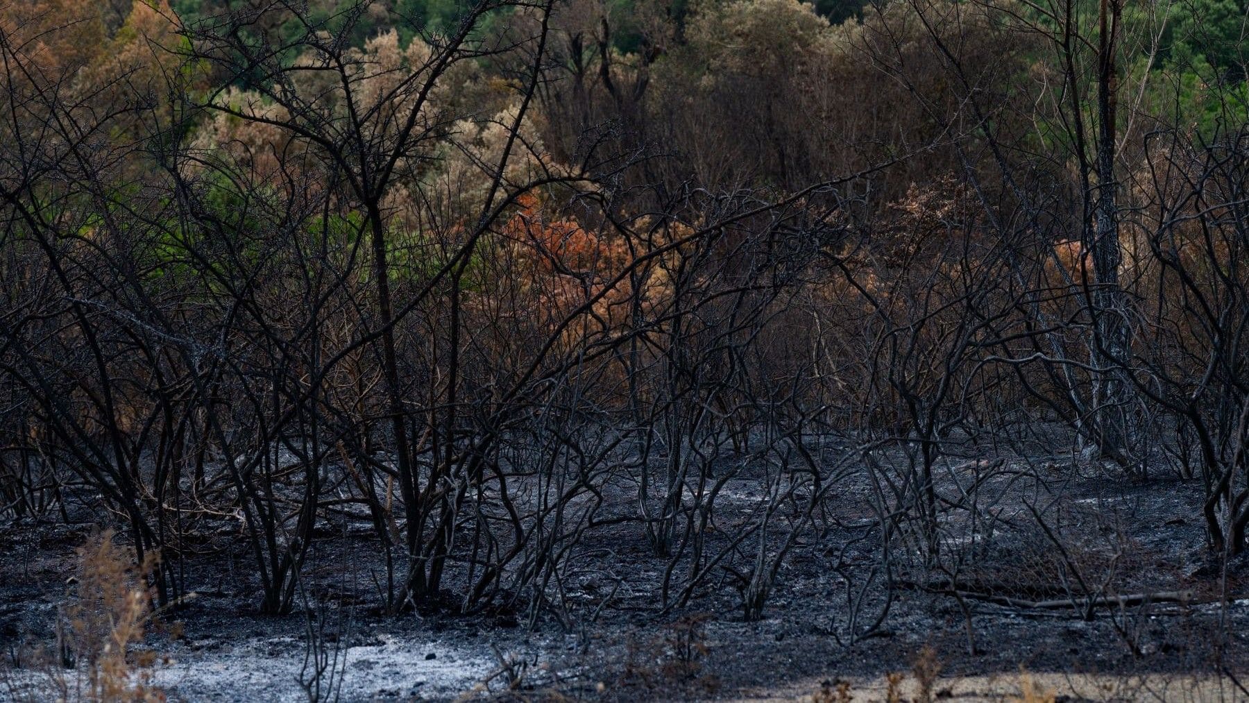 Paisaje forestal calcinado que ilustra el balance de incendios forestales 2026 en España.