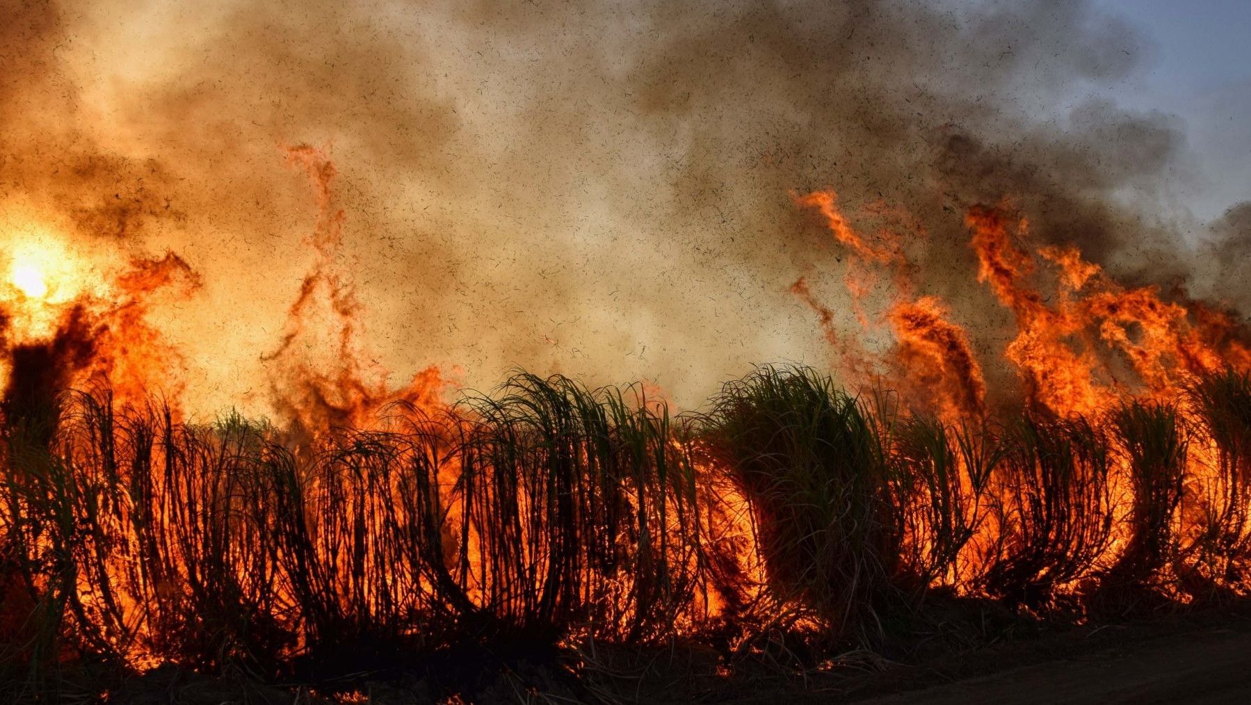 Labores de extinción de incendios forestales en una zona de monte en España