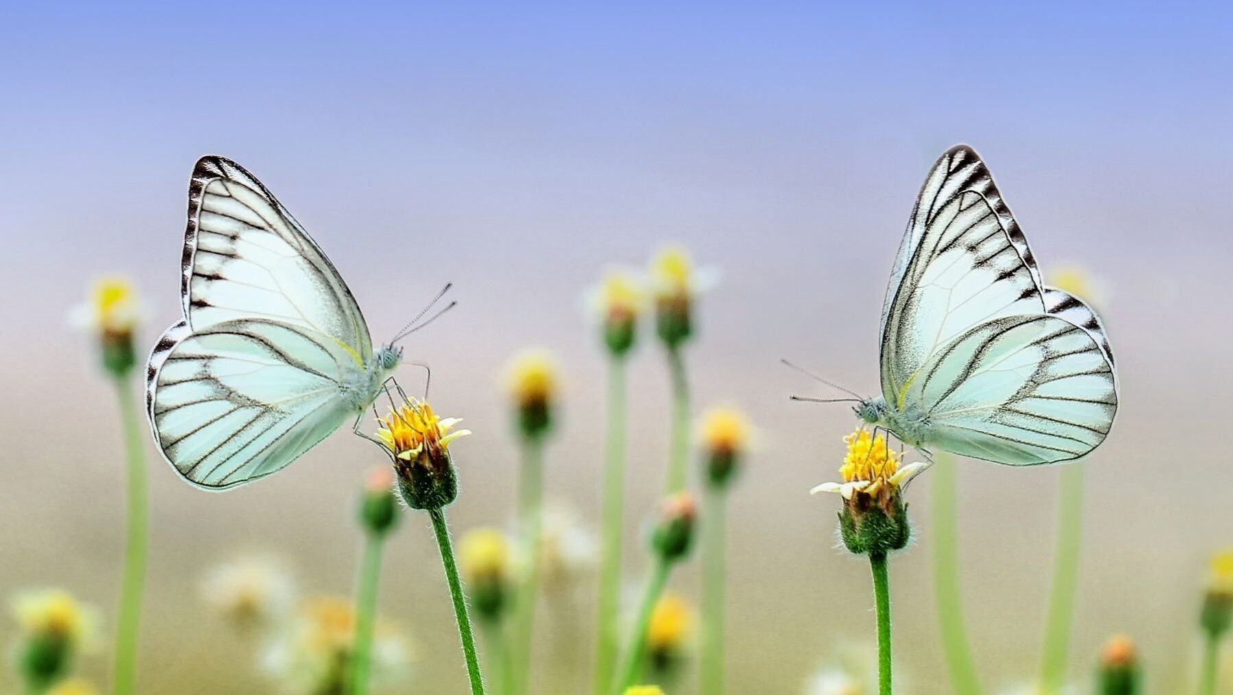 Insecto sobre una flor, uno de los grupos de insectos polinizadores