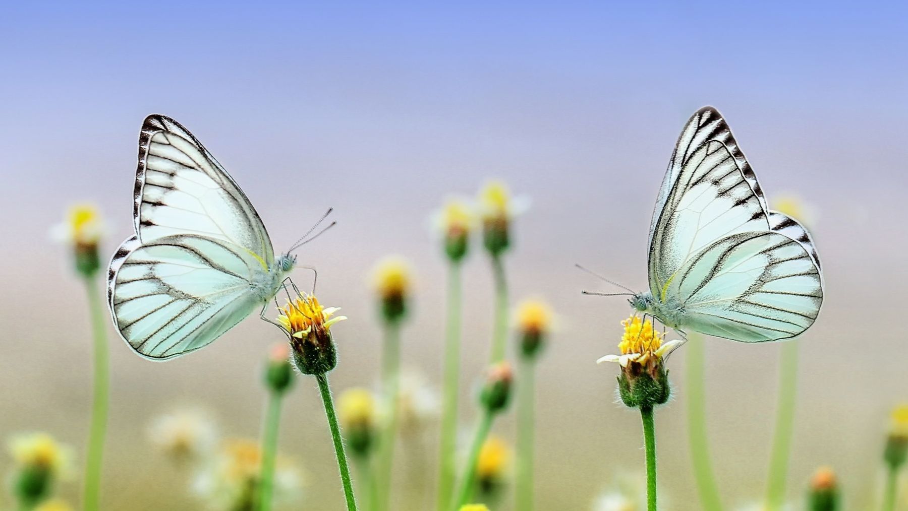 Insecto sobre una flor, uno de los grupos de insectos polinizadores