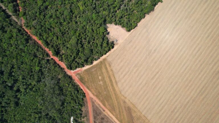 La Amazonia brasilena reduce la perdida anual de bosque