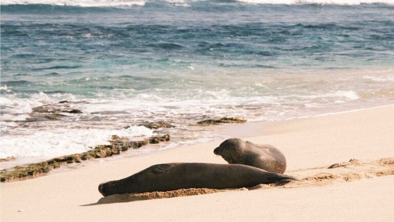 Foca monje, una de las especies en peligro crítico de la Lista Roja Nacional