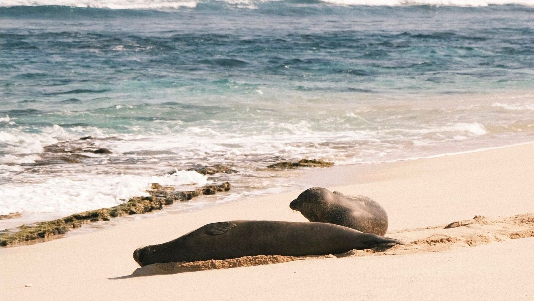 Foca monje, una de las especies en peligro crítico de la Lista Roja Nacional