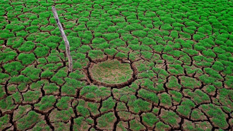 Vegetación afectada por la sequía junto a suelo humedecido por la lluvia