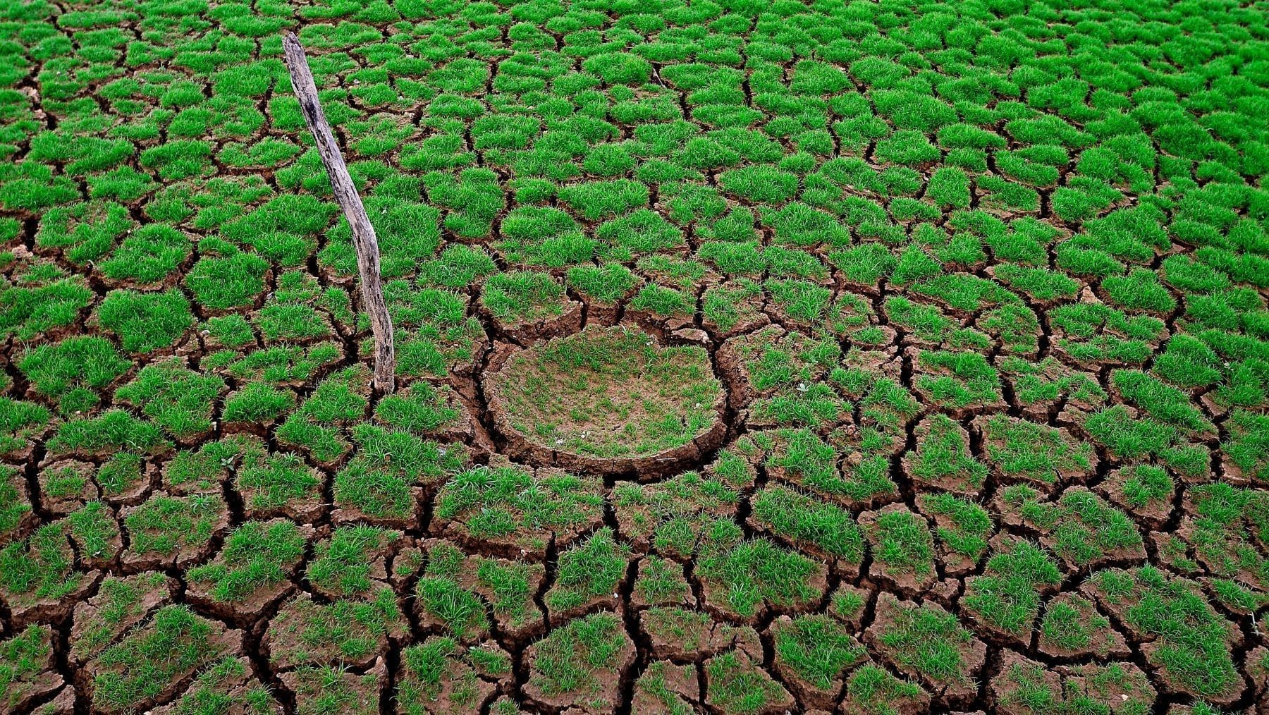 Vegetación afectada por la sequía junto a suelo humedecido por la lluvia