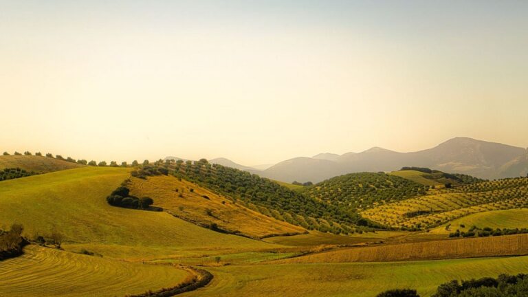 Biodiversidad en los olivares semiáridos estudiados por Olivares Vivos+