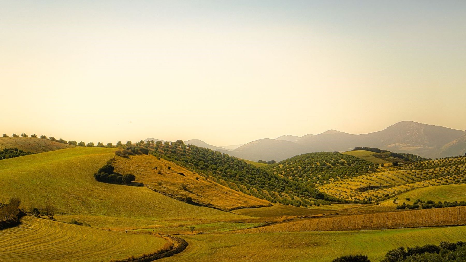 Biodiversidad en los olivares semiáridos estudiados por Olivares Vivos+