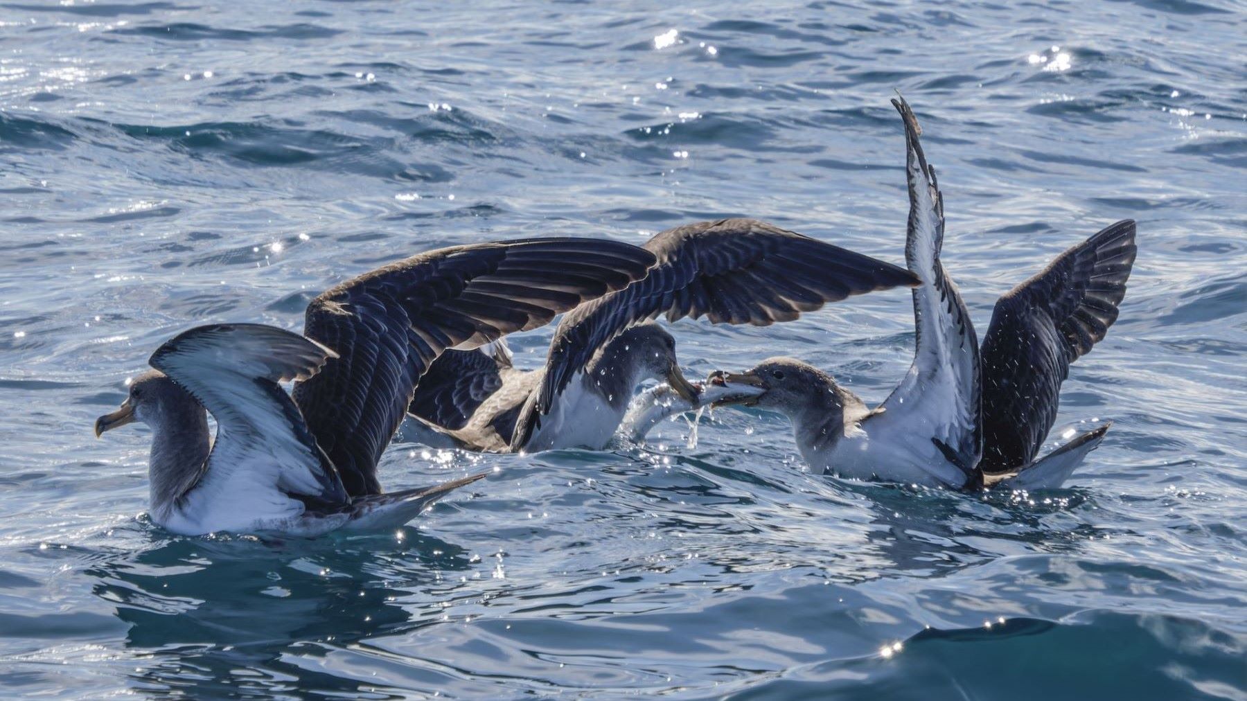 Pardela volando sobre el mar para ilustrar el estudio sobre el jet lag en las aves.