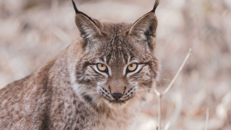 Lince iberico en Portugal una nueva etapa de conservacion