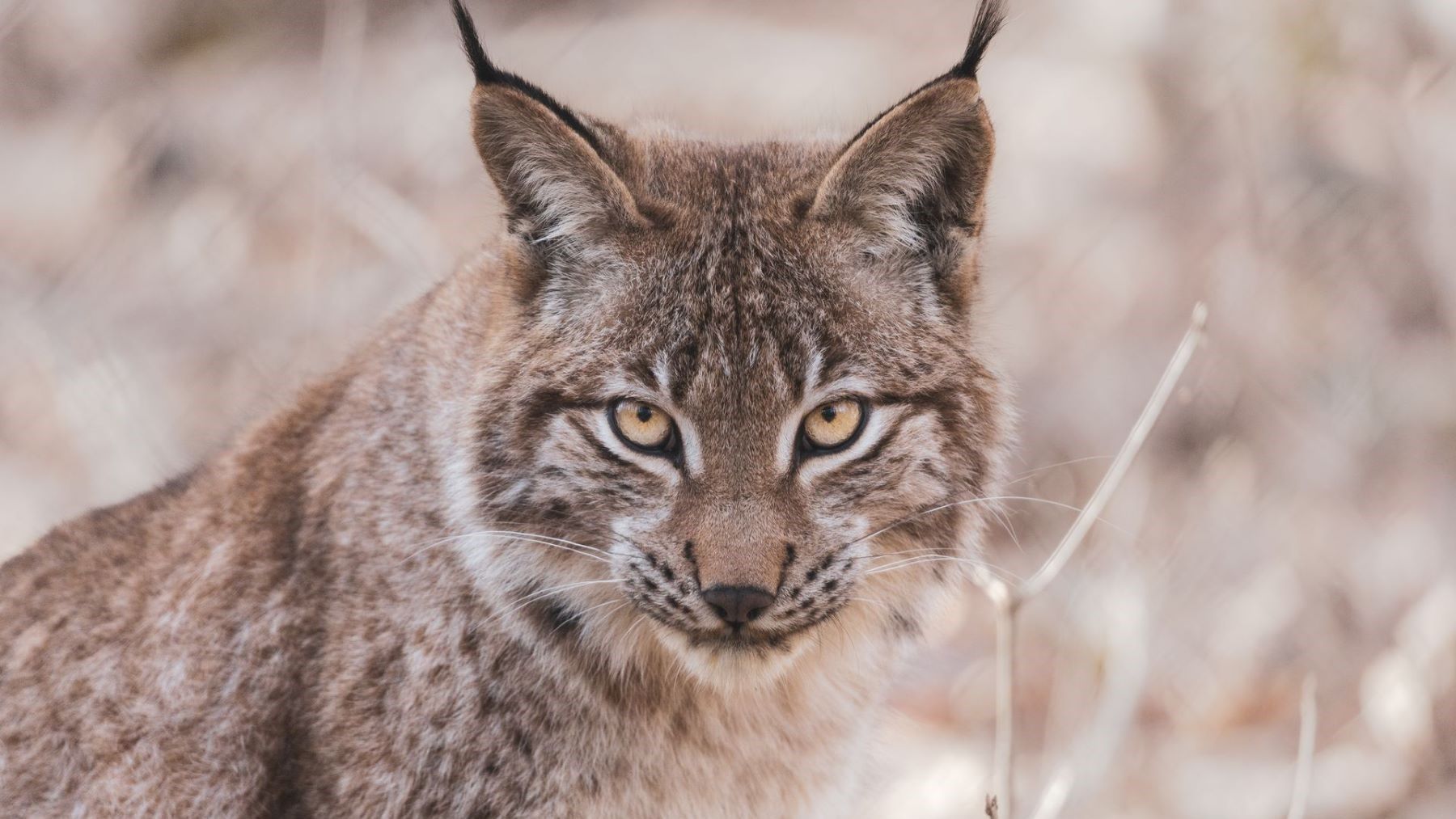 Lince ibérico en Portugal en un entorno de matorral.