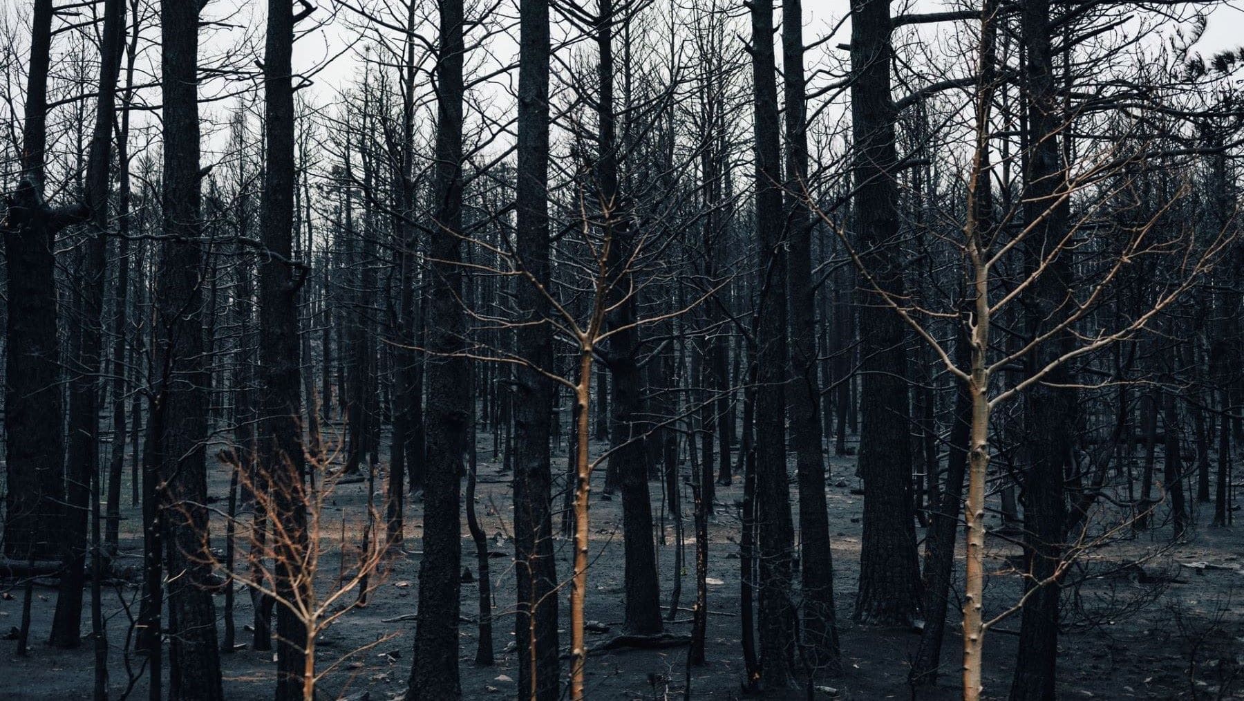 Suelo quemado y sin cubierta vegetal, vulnerable a las lluvias después de un incendio.