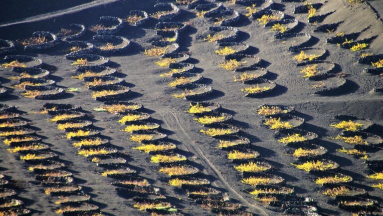 Explotación agrícola con cultivos de Canarias expuestos a los riesgos del cambio climático.