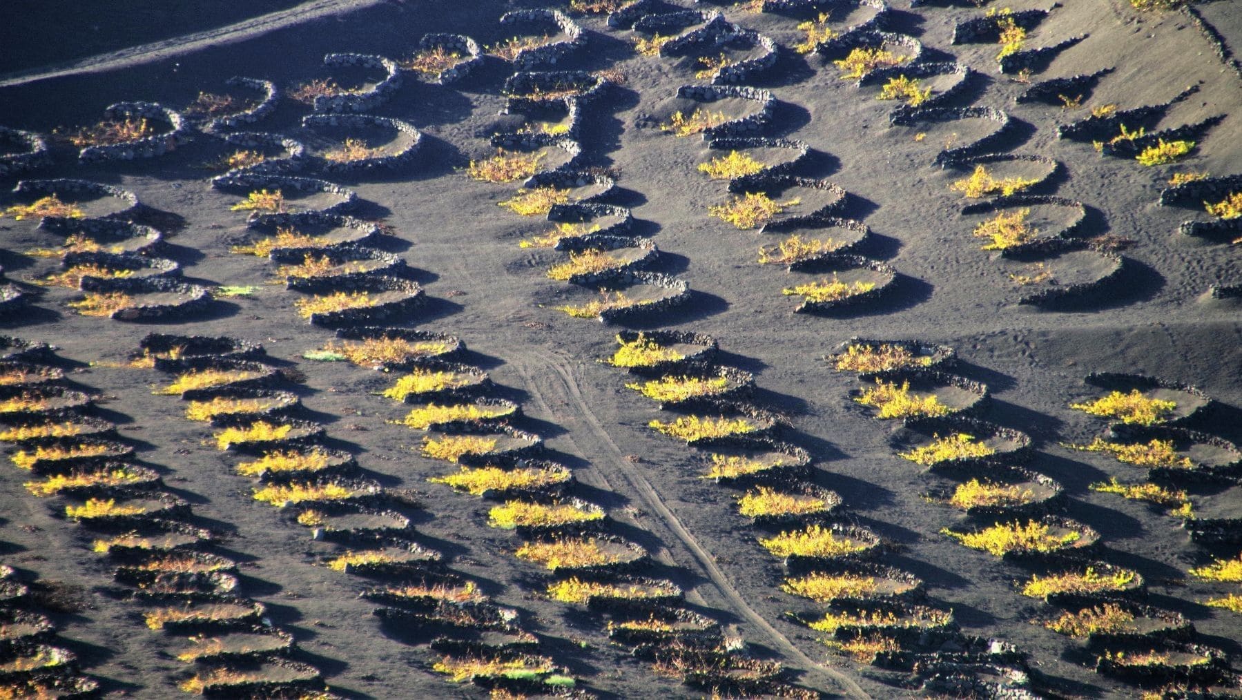 Explotación agrícola con cultivos de Canarias expuestos a los riesgos del cambio climático.