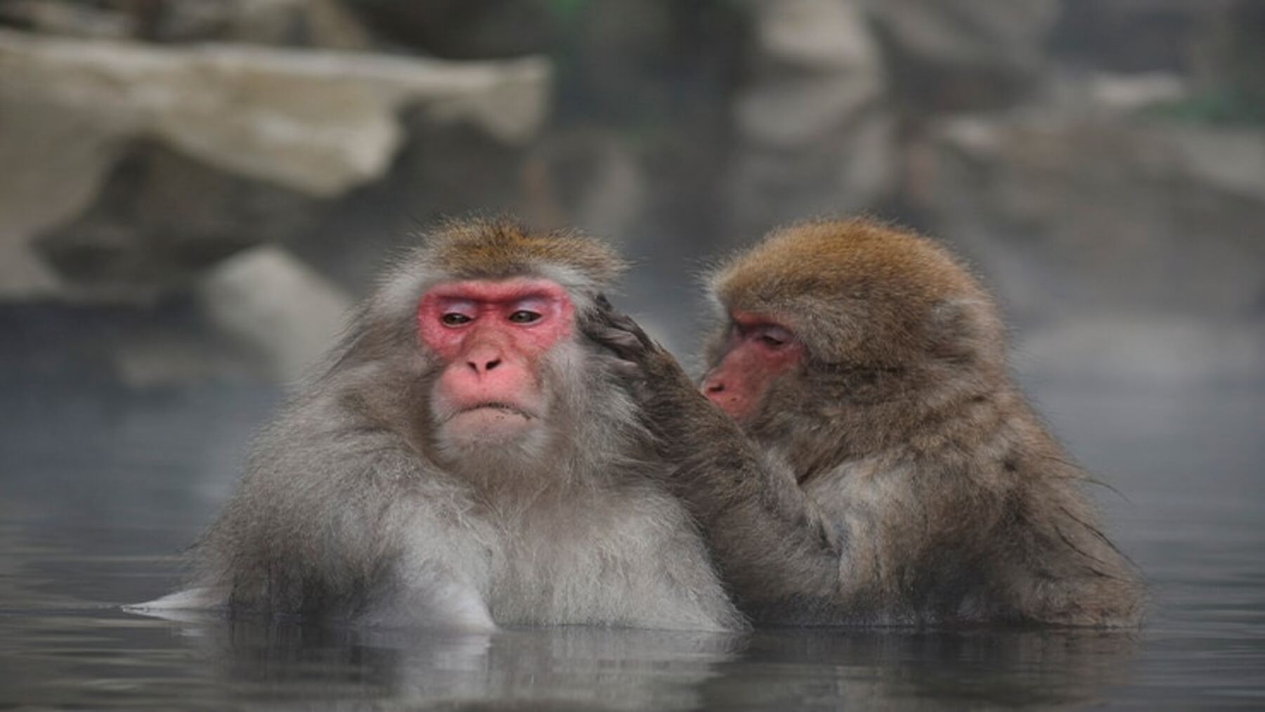 Macacos japoneses alimentándose en un entorno de santuario